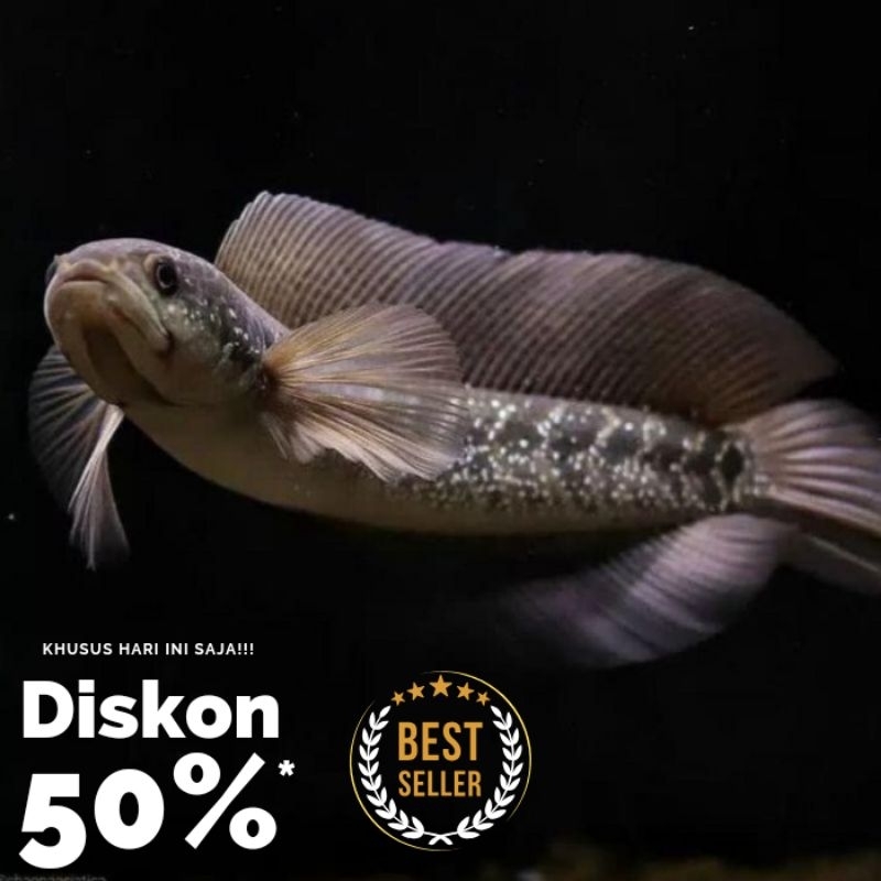 beby Ikan channa asiatica WS pure gondrong full spot