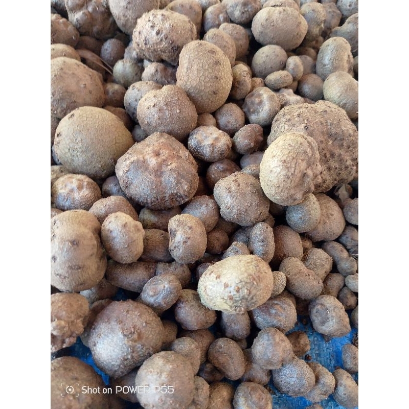 KATAK PORANG MURAH BERKUALITAS