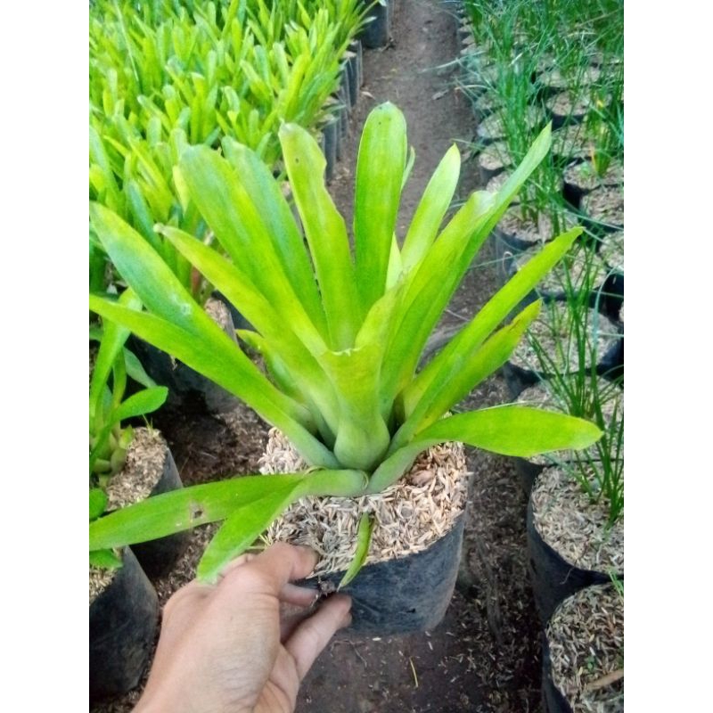 bromelia hijau