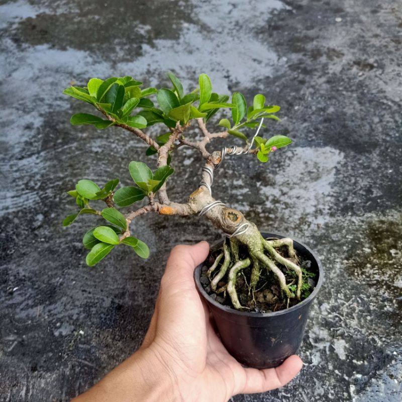 Bahan Bonsai Sianci Barbados Mame
