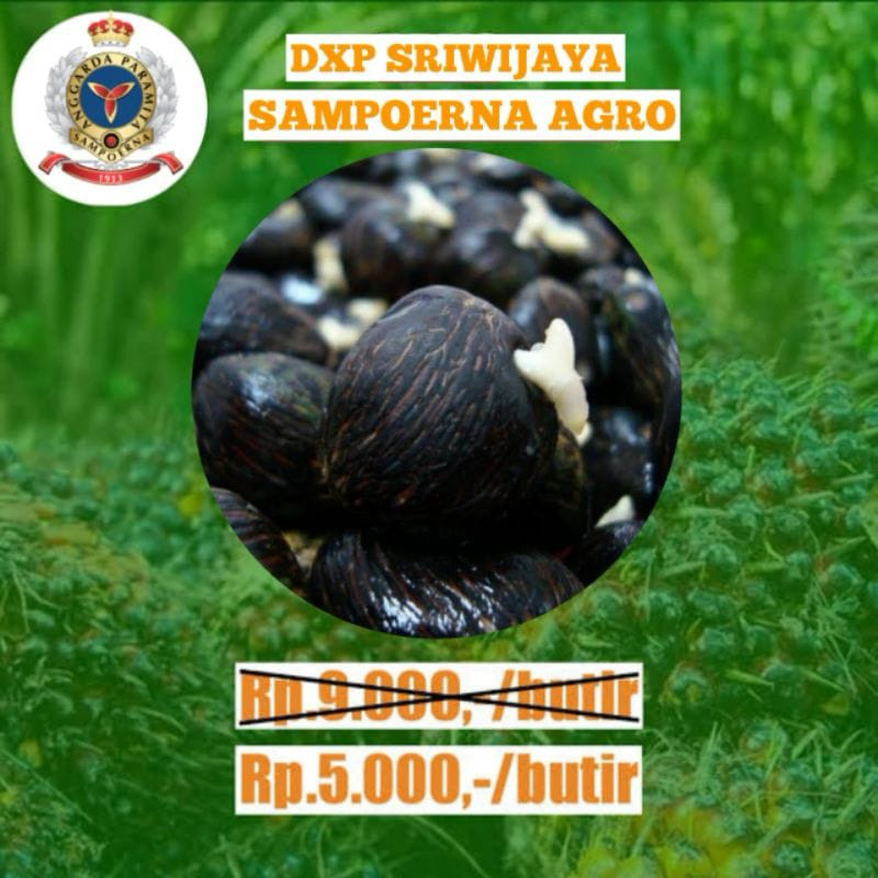 BIBIT KECAMBAH SAWIT BIJIAN DXP SRIWIJAYA 5/6 SAMPORNA AGRO ORIGINAL