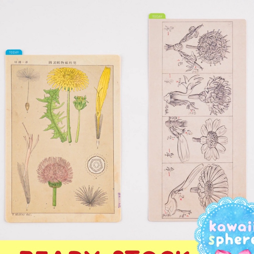 

KP8 Hobonichi Pencil Board Underlay Tomitaro Makino Botanical