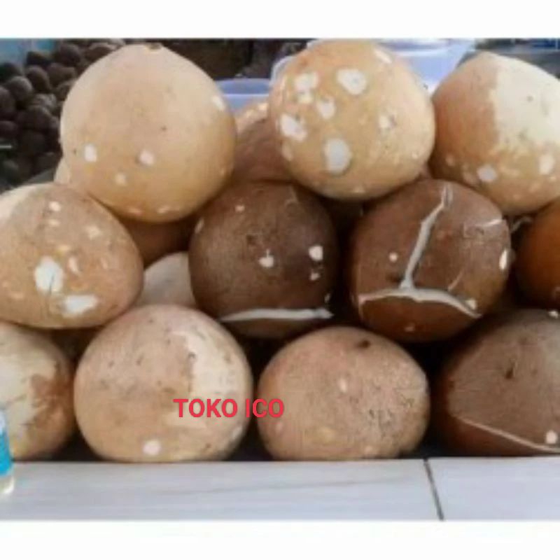 

kelapa masih utuh,kelapa santan