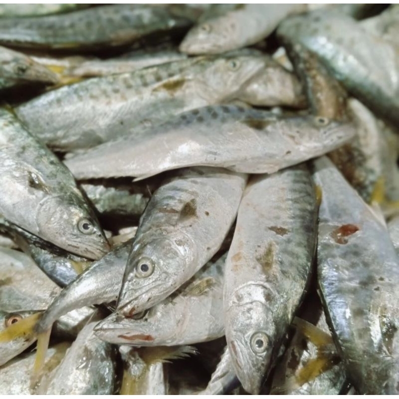 

Ikan Tenggiri Murahh Fresh 1kg