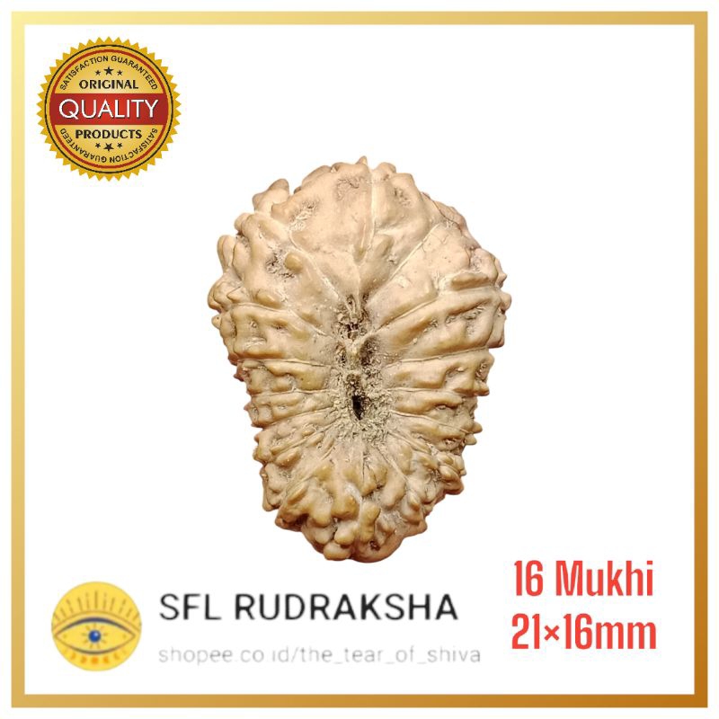 16 MUKHI RUDRAKSHA 21×16MM