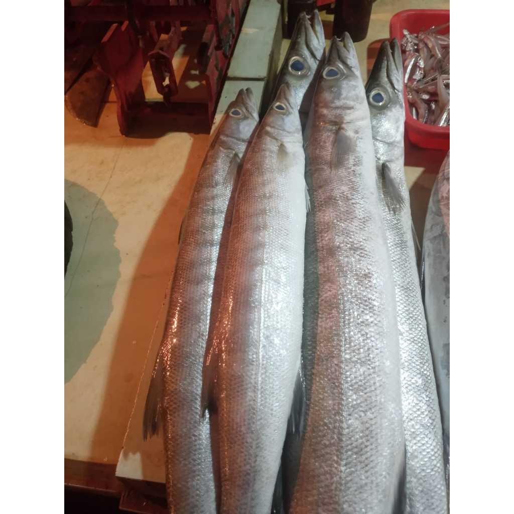 

Ikan Barakuda Segar (Kacang Kacang)