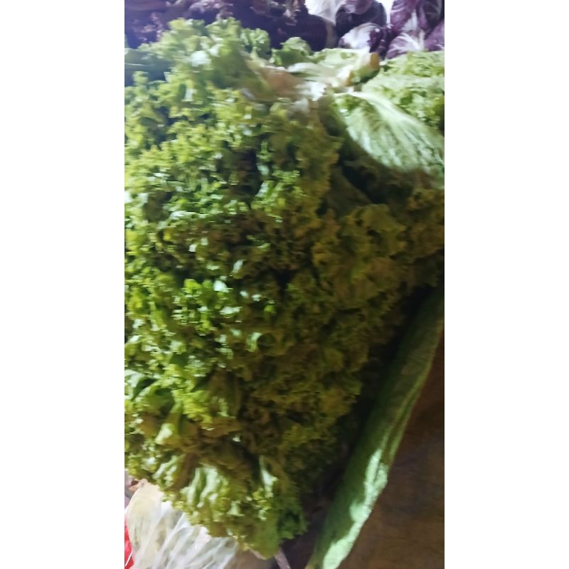 

daun selada/selada ijo fresh pilihan 500gram