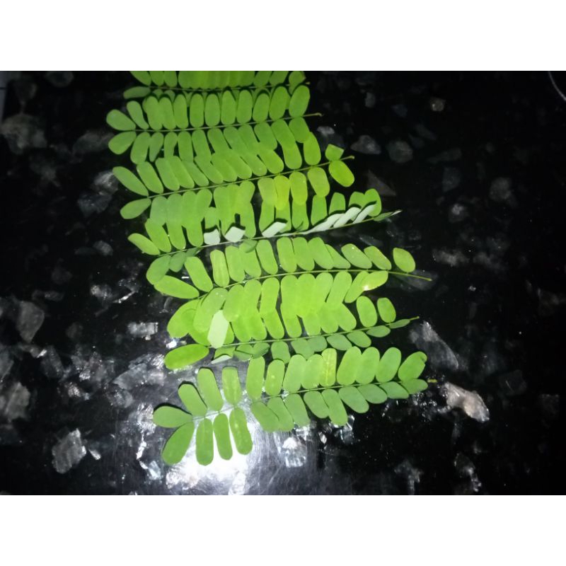 

DAUN SAGA ORGANIK UNTUK KESEHATAN