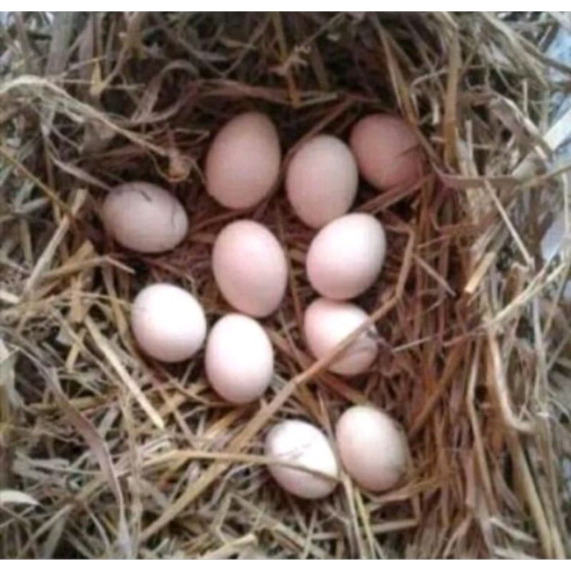 

telur ayam kampung asli