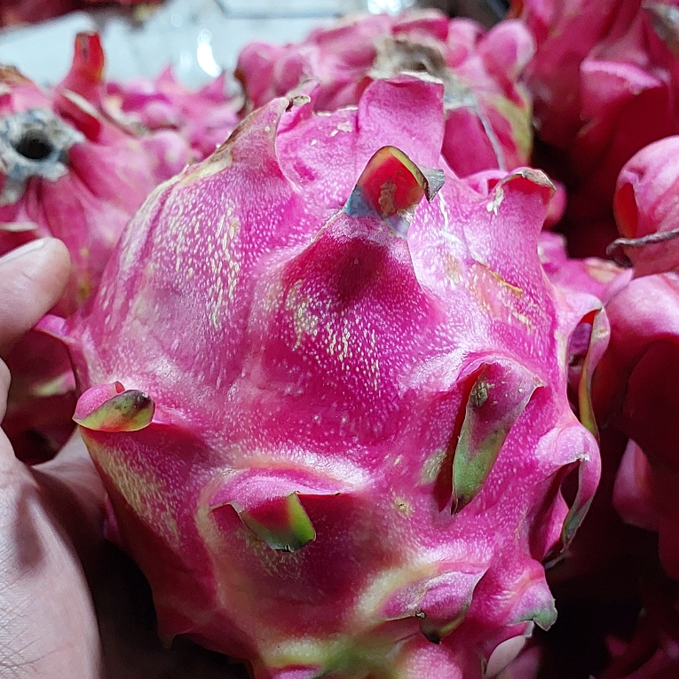 

Buah naga merah segar 1kg