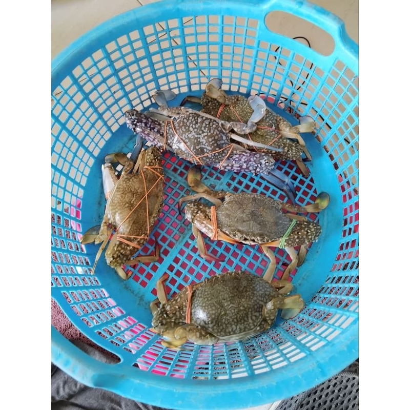 

Kepiting rajungan hidup 1 kg