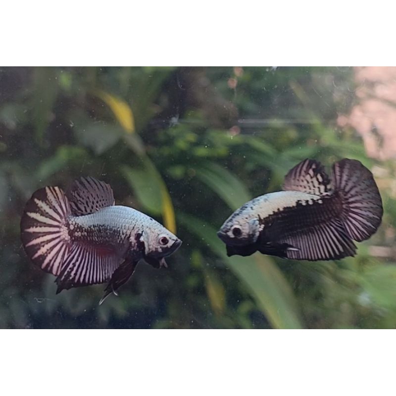 Ikan cupang black samurai