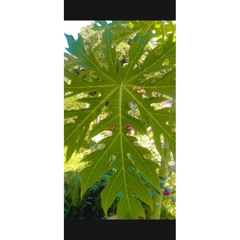 

Daun Pepaya Segar