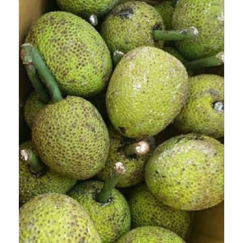 

BUAH SUKUN PERBUAH/1PCS SIAP GORENG