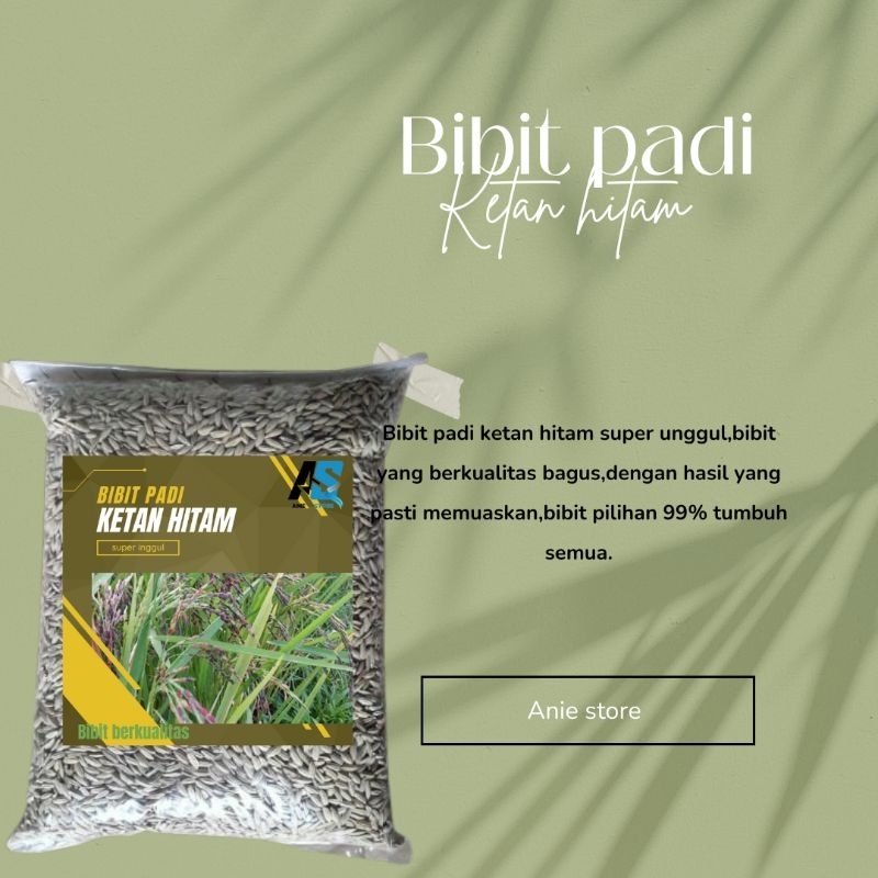 BIBIT PADI KETAN HITAM UNGGUL Kemasan 1kg