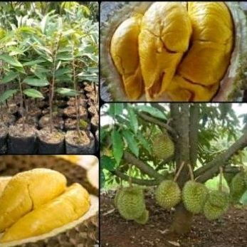 Bibit durian musang king super