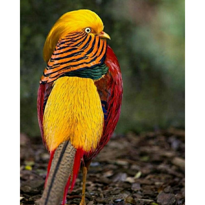 Anak / anakan ayam hias golden pheasant, ayam unik, ayam hutan cina dijula ya murah