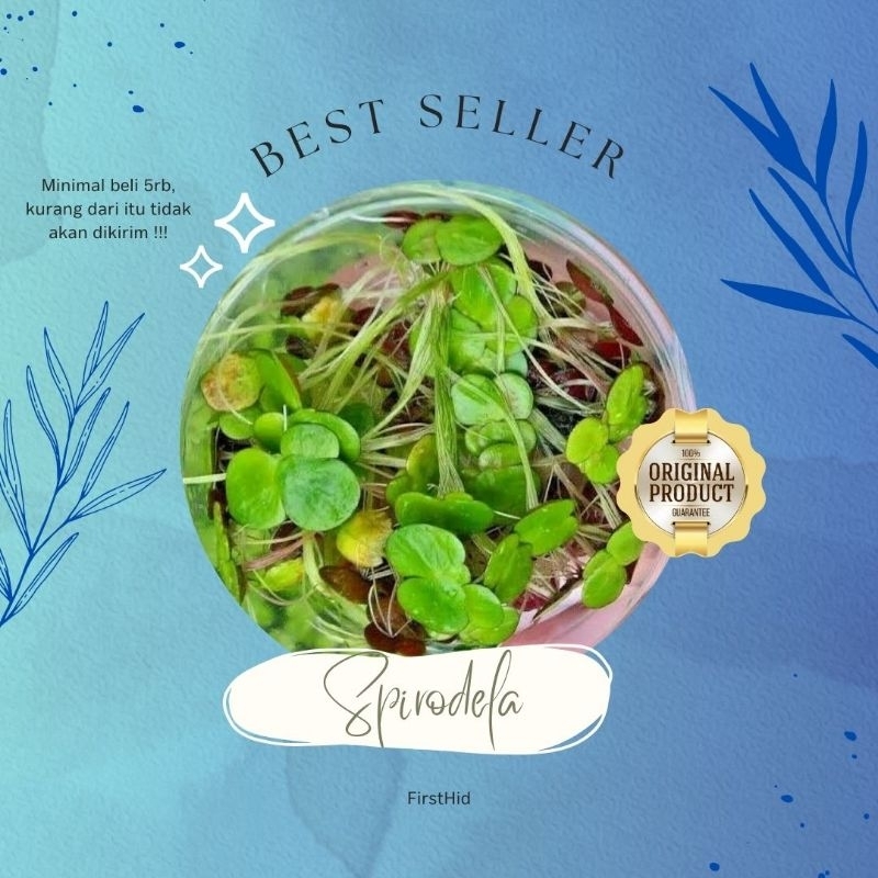 Tanaman Air Spirodela Tempat Meneduh Ikan Menambah Oksigen Terlarut Persembunyian Burayak
