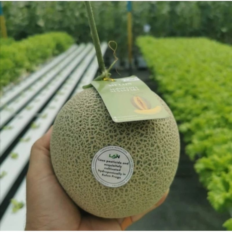 100 Benih Bibit Biji Melon MIDORI, Japan Honey dew, Premium import Hibrida Seeds, Super Manis
