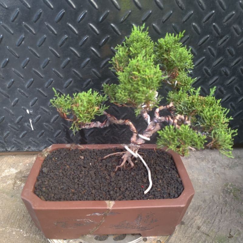 bonsai cemara sargenti / juniperus sargenti