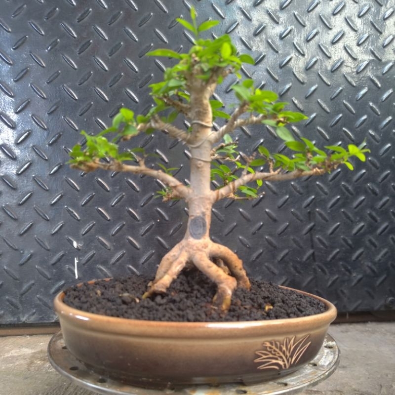 bonsai anting putri / bonsai anput anting putri