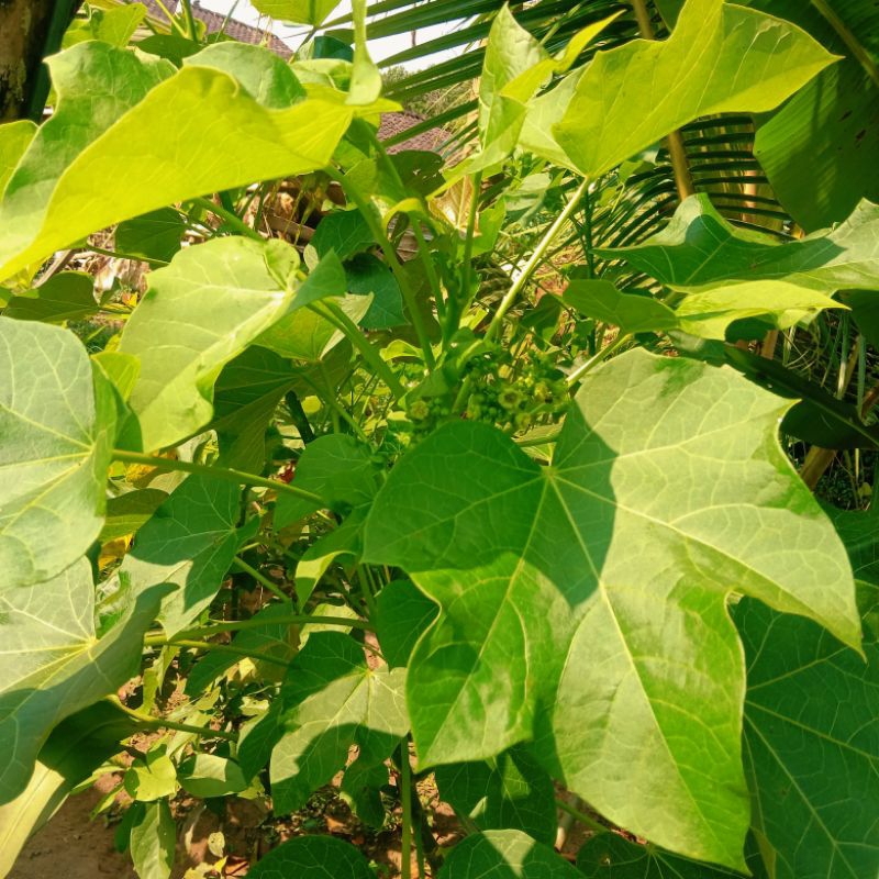 

DAUN JARAKK PAGAR SEGAR ALAMI