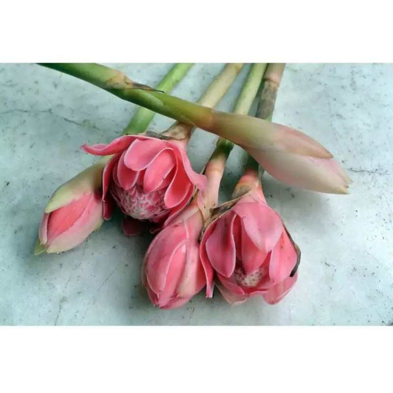 

Kincung Segar Bunga Kecombrang Fress 200Gram