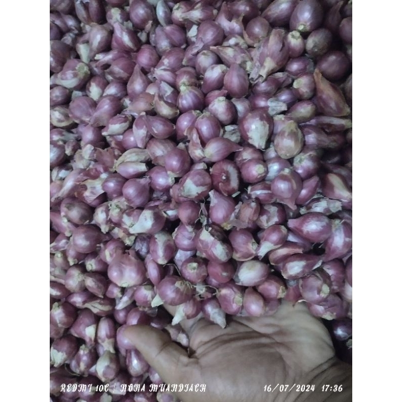 

bawang merah Probolinggo ukuran sedang kualitas prelium