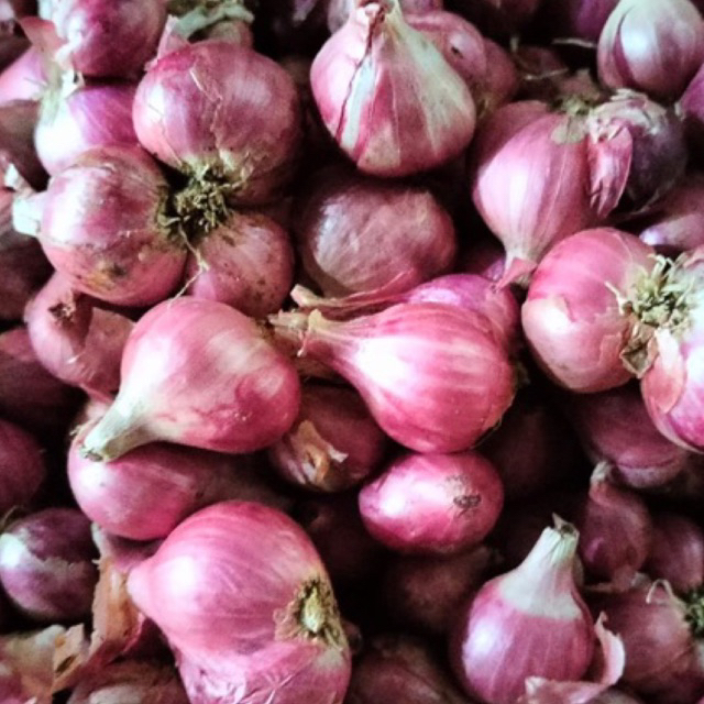 

Brambang besar Blitar 1 kg