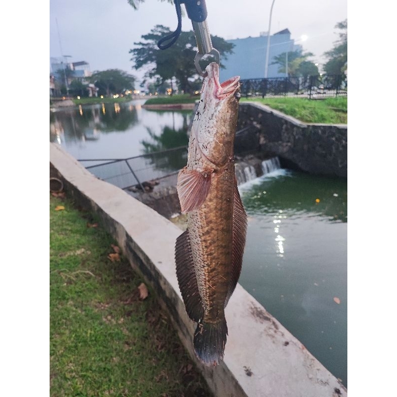 

Ikan gabus fresh tangkapan sendiri (frozen)