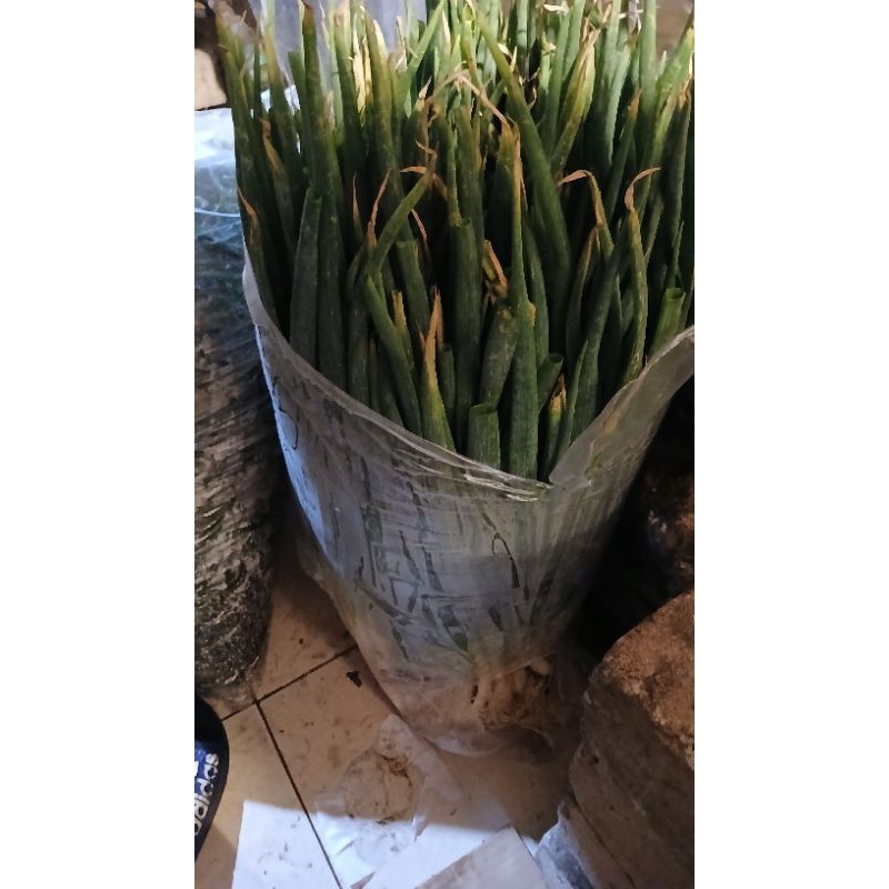 

daun bawang promo pak sr 5 kg