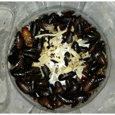 Umpan Mancing Galatama Lele Kecoa Batu Ceremende