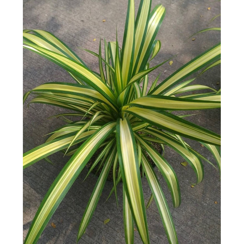 Tanaman Hias Pandan Varigata/Pandan Varigata Kuning