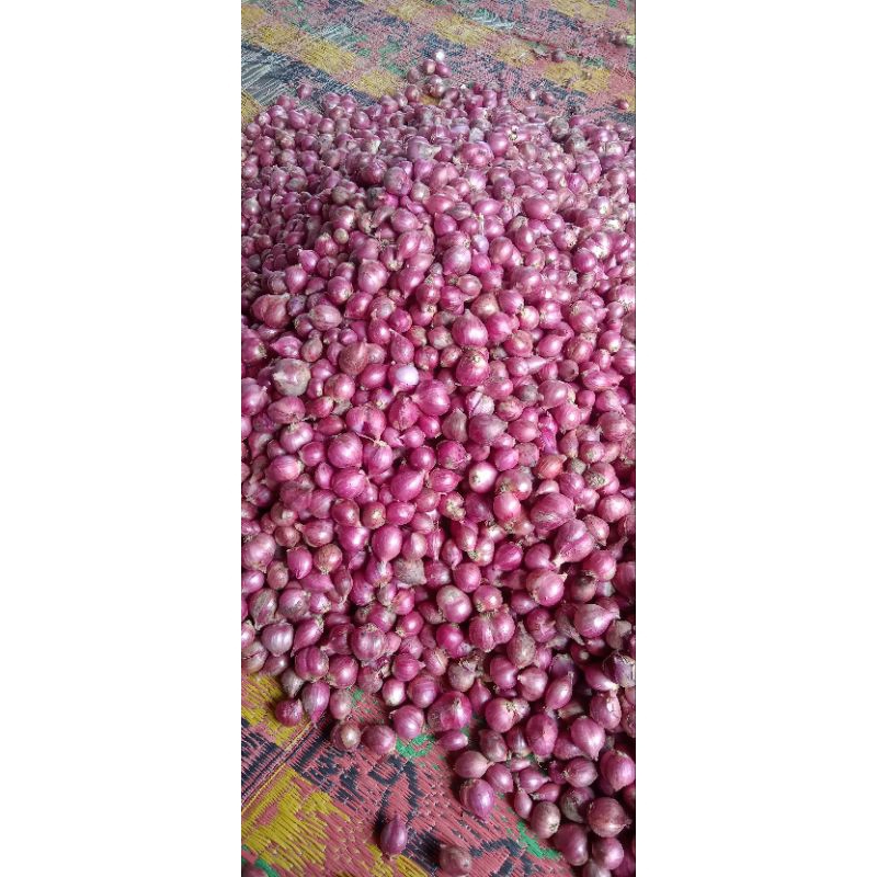

bawang merah bima