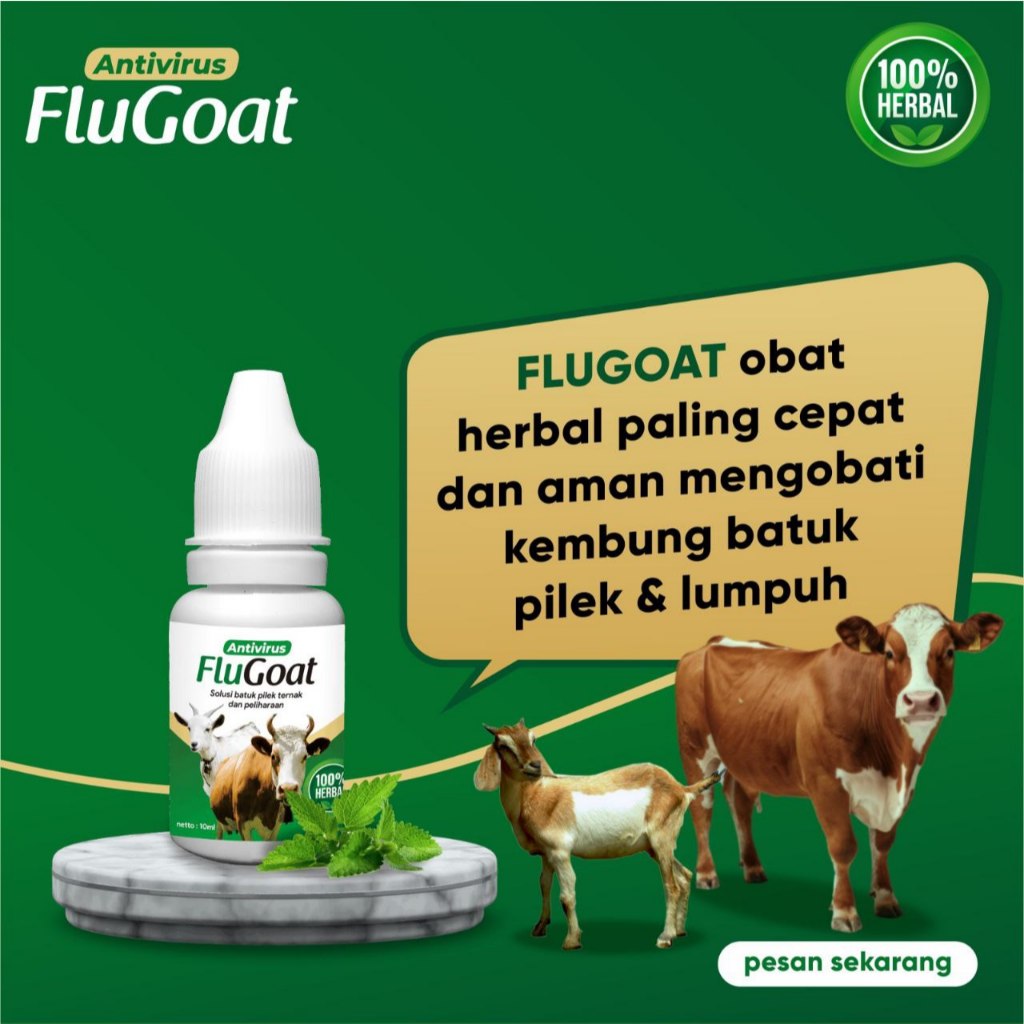 Obat kembung batuk pilek kambing sapi domba