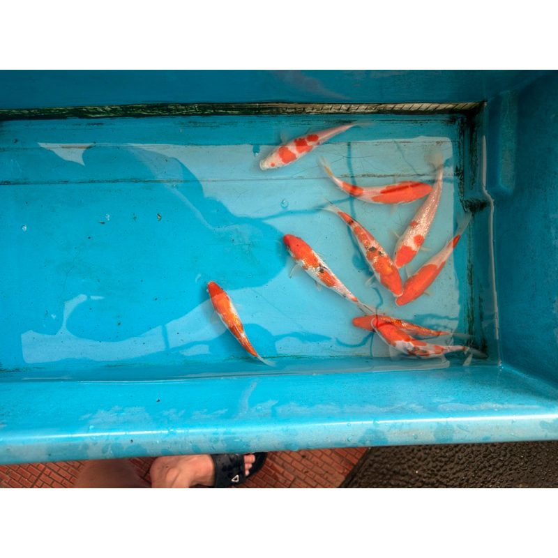 ikan koi blitar ukuran 14-15cm