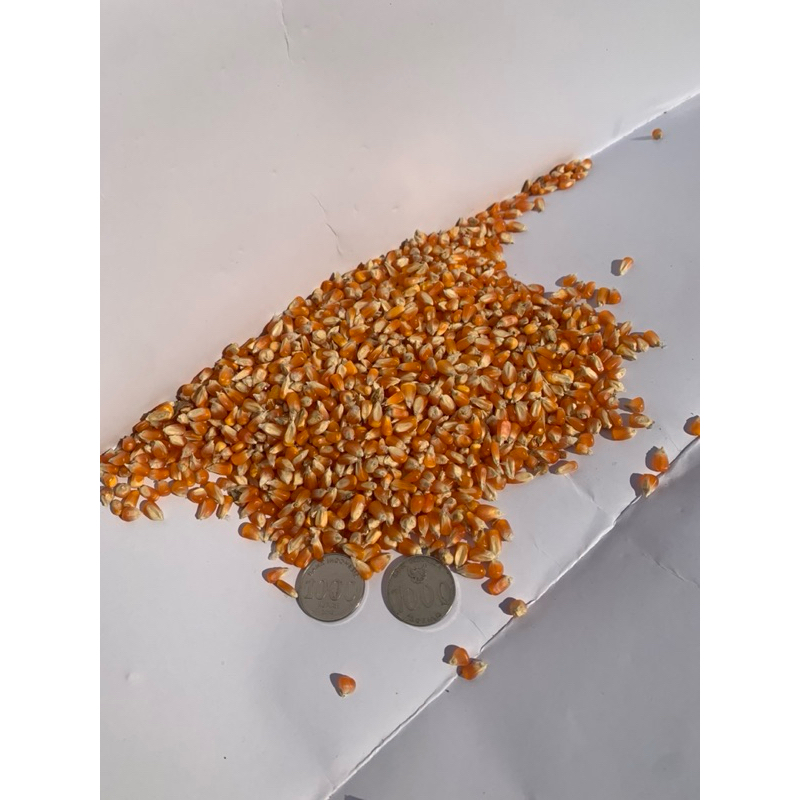

Jagung kristal (jagung super)