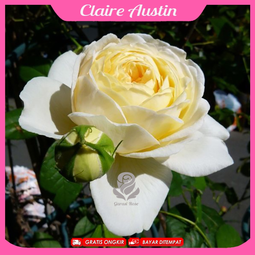 Mawar Import Claire Austin - Mawar Rambat Wangi - David Austin Rose