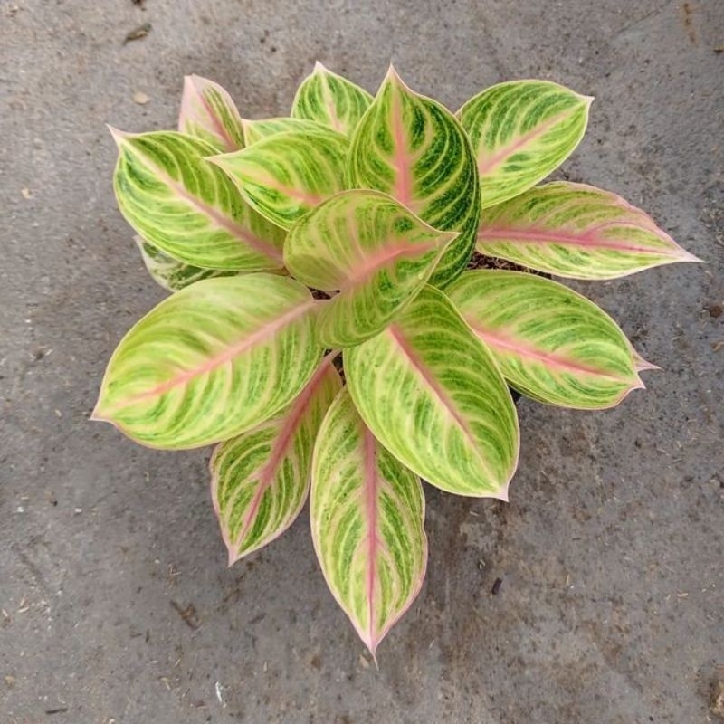 promo anakan aglonema amberr