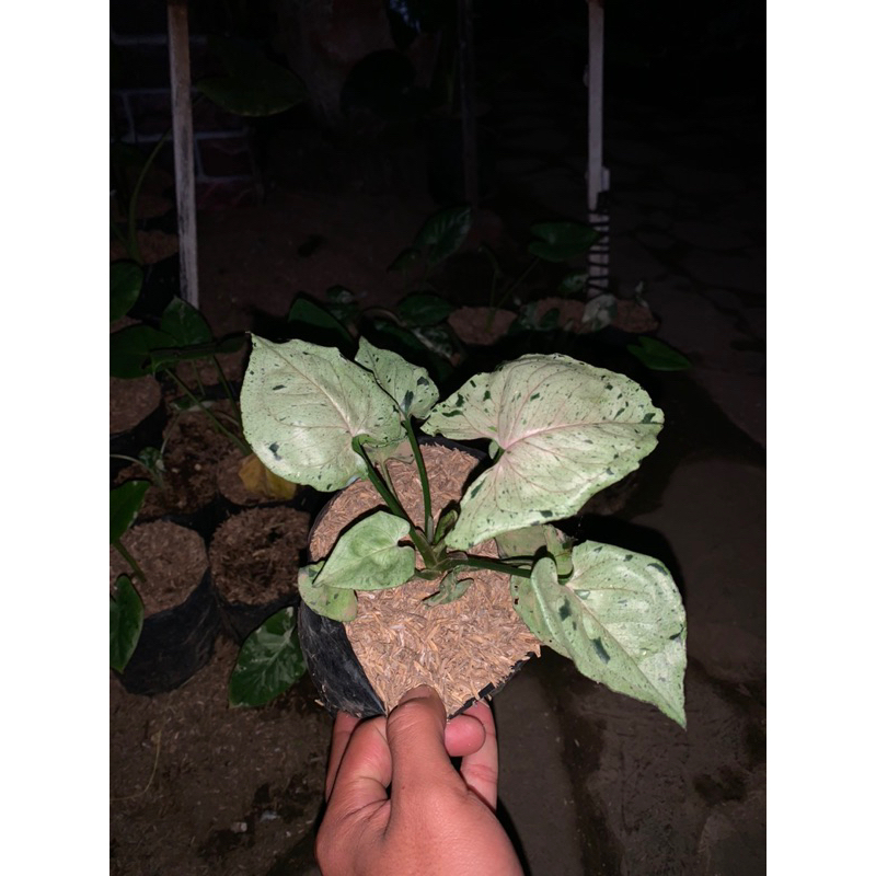 Syngonium Green Splash