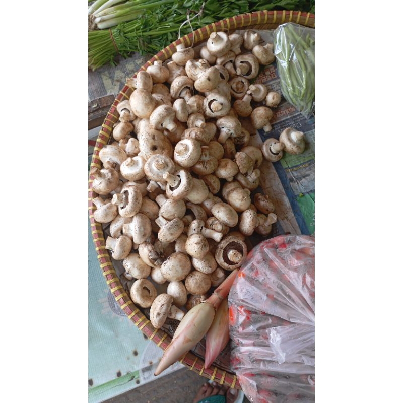 

jamur/champingnon fresh
