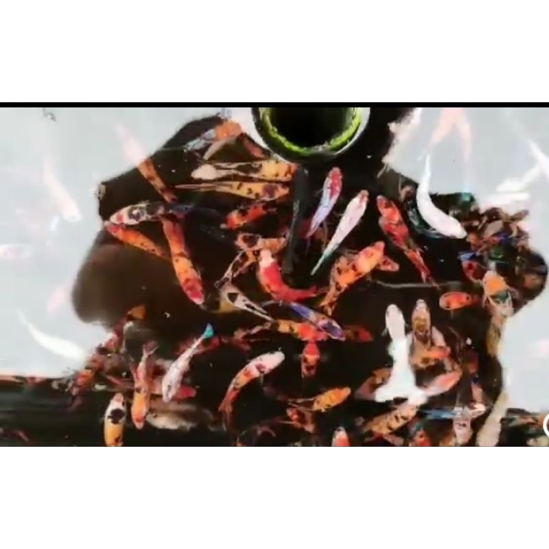 Hiasan Aquarium pelakat Multicolour yellow base