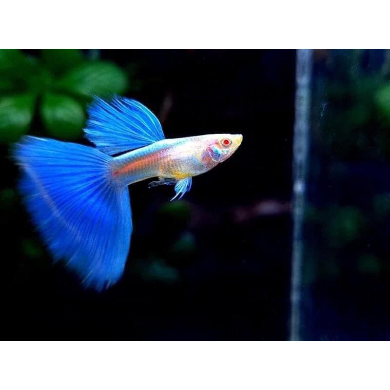 pakan Guppy blue sky topaz