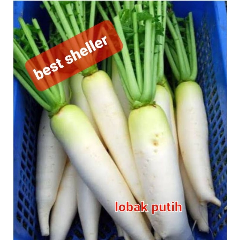 

LOBAK PUTIH SAYUR FRESH 1KG