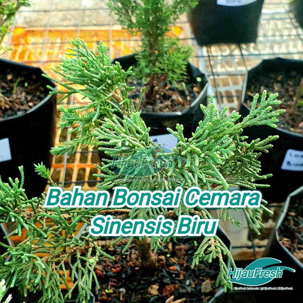 Cemara Sinensis Biru Bahan Bonsai | HijauFresh | @HijauFresh | #HijauFresh