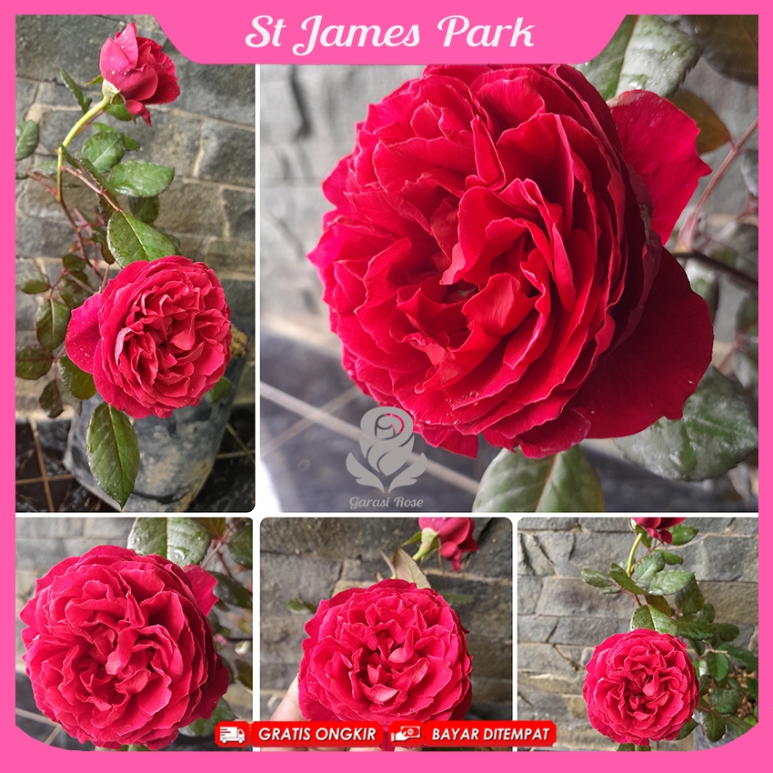 Mawar Import - St James Park Rose