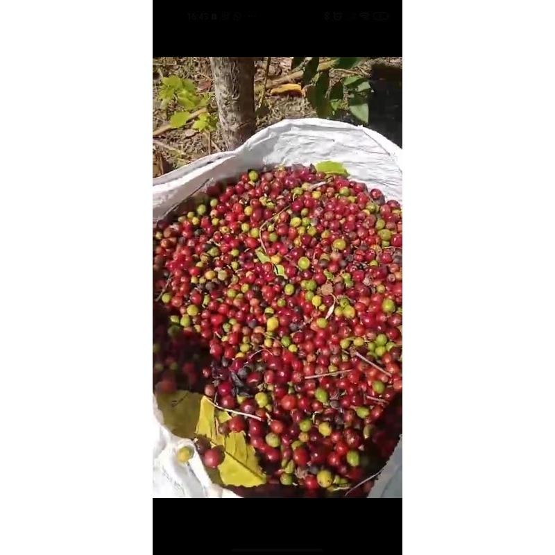 

Kopi Robusta