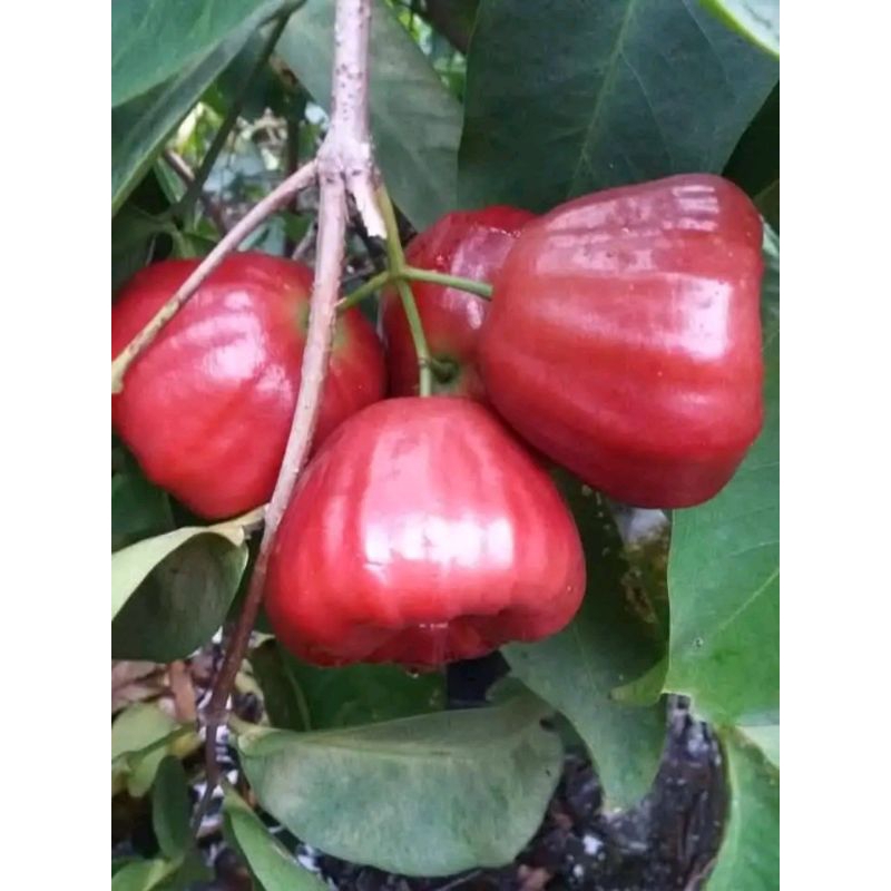 cangkok batang besar jambu air black kingkong asli