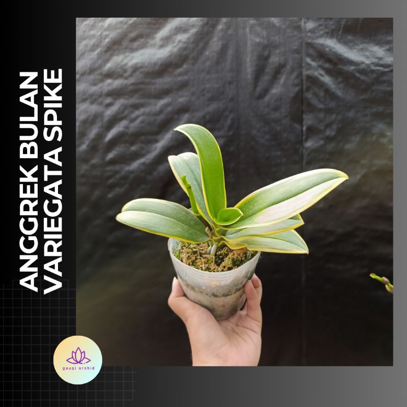 ANGGREK BULAN VARIEGATA SPIKE