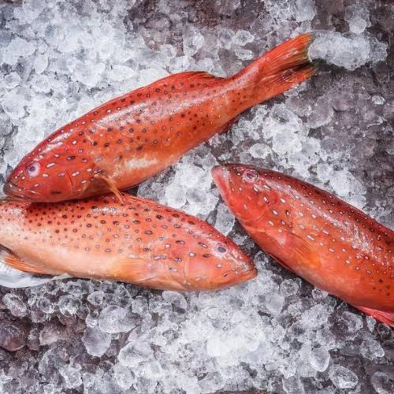 

ikan Kerapu Lodi Segar Berkualitas - 1 Kilogram